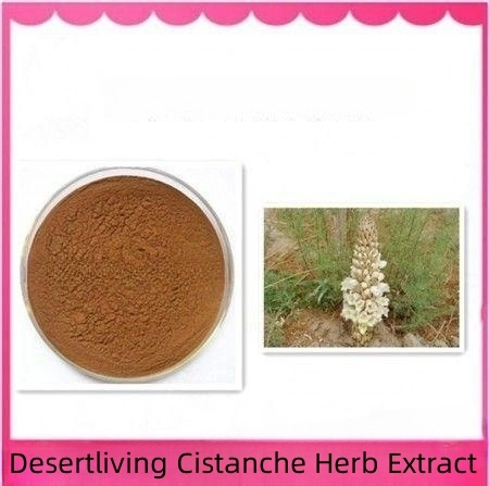 Top Quality Desertliving Cistanche Herb Extract