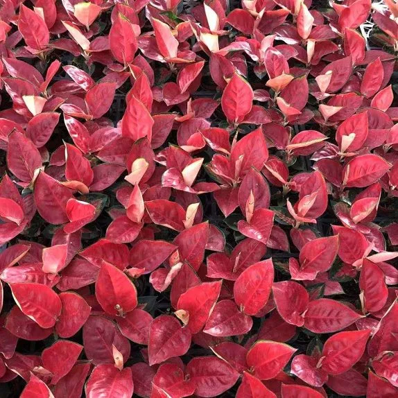 Super Red Suksom Jaipong Aglaonema Dongfanghong