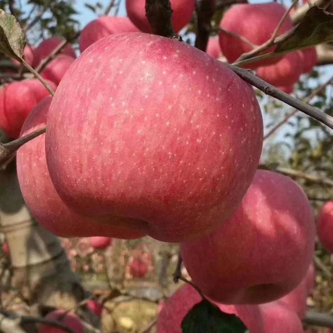 New Crop (SGS AND ISO AND FDA) Gala Apple Wholesale/Supplier