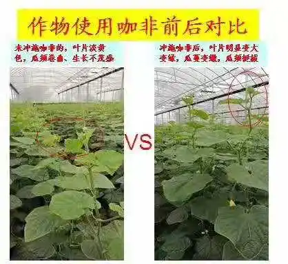 Organic Fertilizer Humic Acid Water Soluble Fertilizer for Agriculture Vegetable Fruit Enhance Ability of Disease Resistance