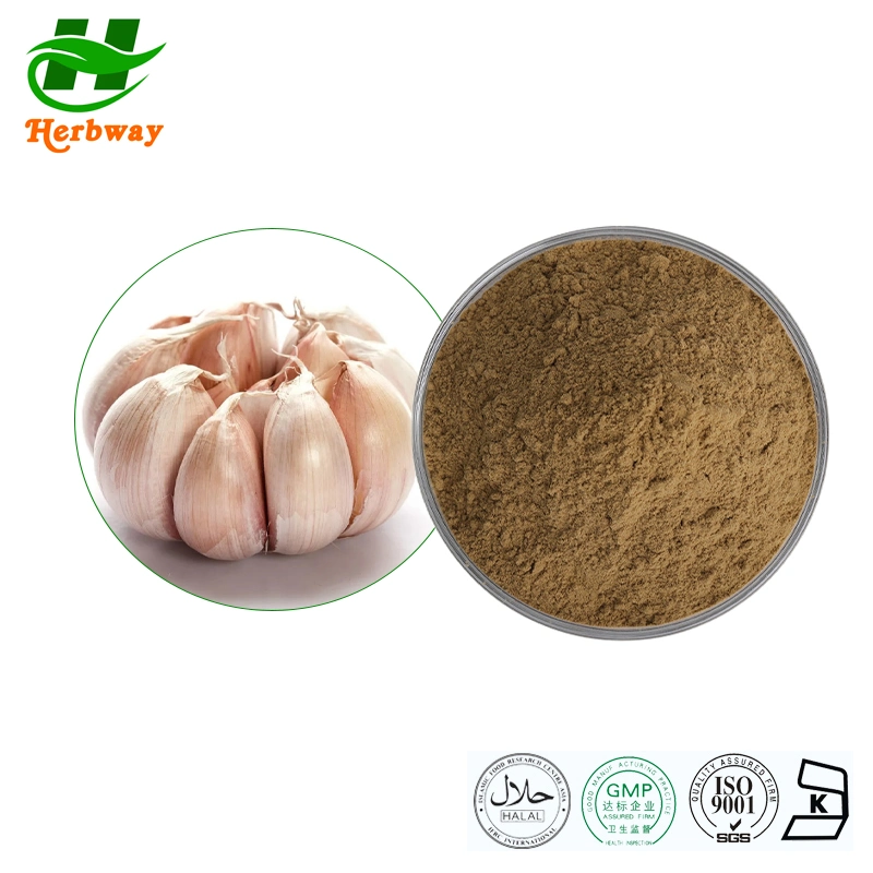 Herbway Herbal Extract Factory Direct Sale Kosher Halal FSSC HACCP Fornecedor certificado Extrato de alho pó Allium sativum L 2% allicin alho Extrair