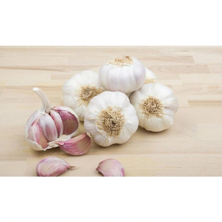 China Good Exporters Manufacturers Garlic New Crop Price