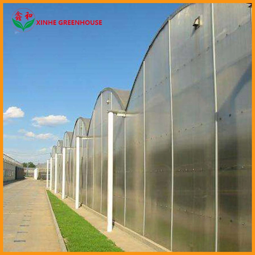 Growing Tunnel Green Polycarbonate Sheet Multispan House Greenhouse for Vegetables