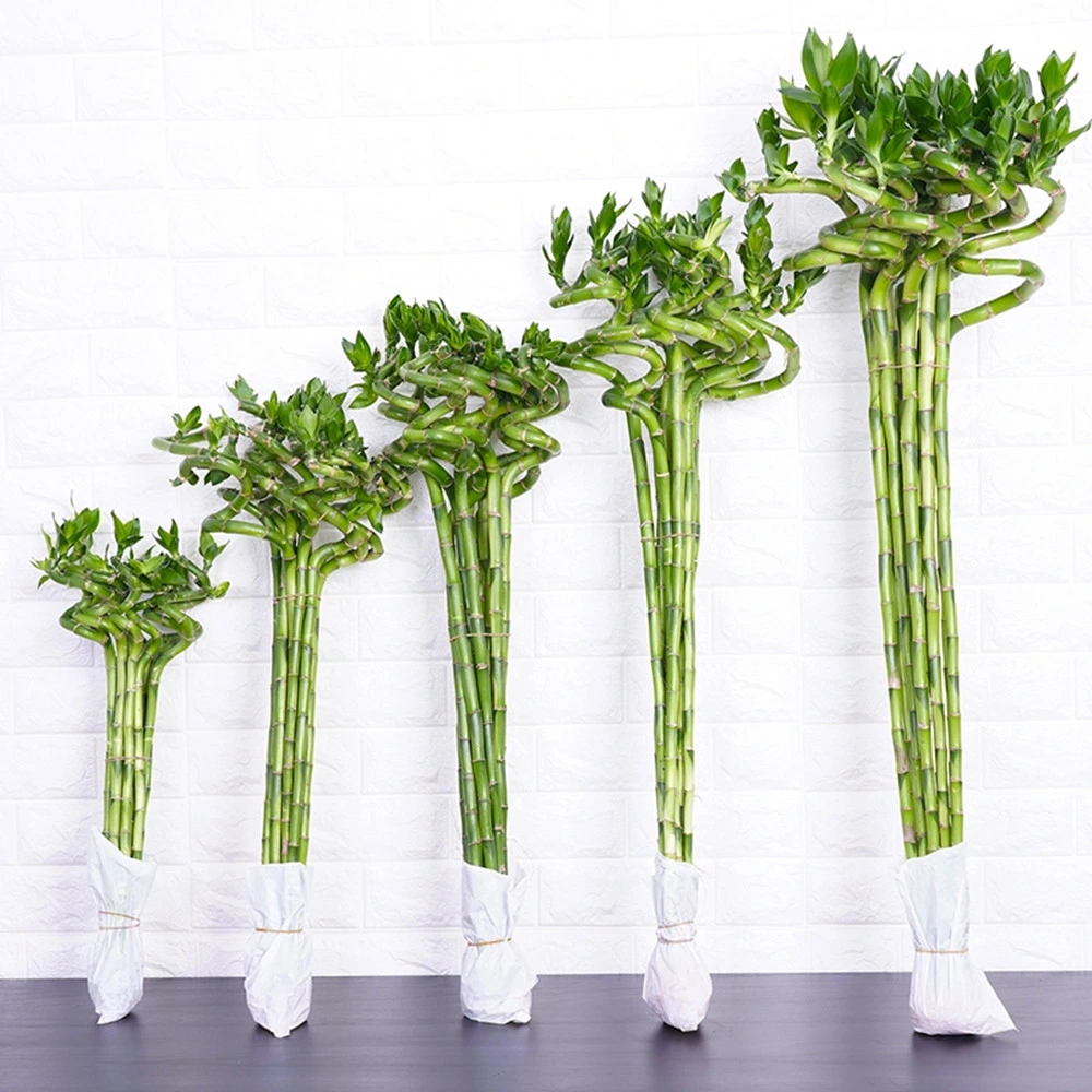 High quality/High cost performance spiral Lucky Bamboo Live Plant Artificial Flower Wholesale/Supplier