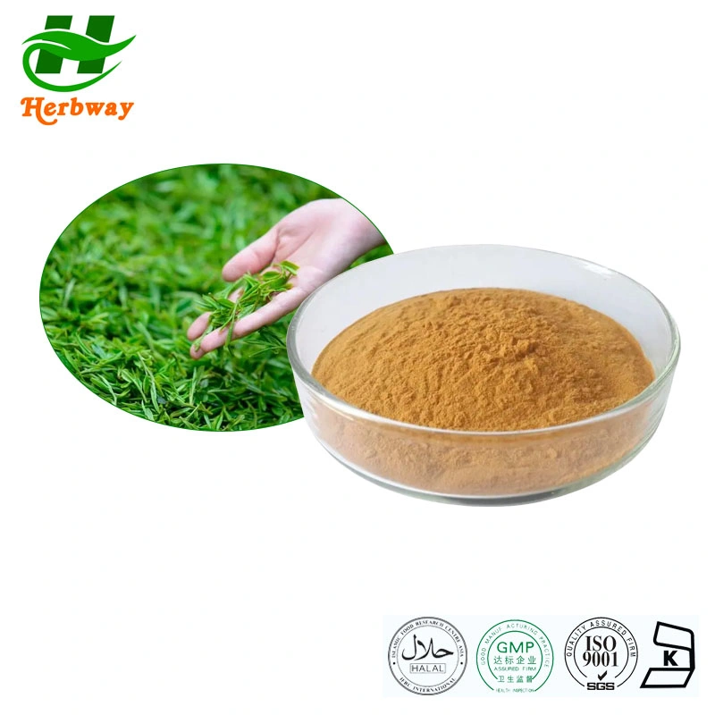 Herbway Manufacturer Low Price Free Sample Tea Powder Tea Leaf Powder Tea Polyphenols EGCG Green Tea Leaf Extract for Loss Weight Cosmetics Feed Additives