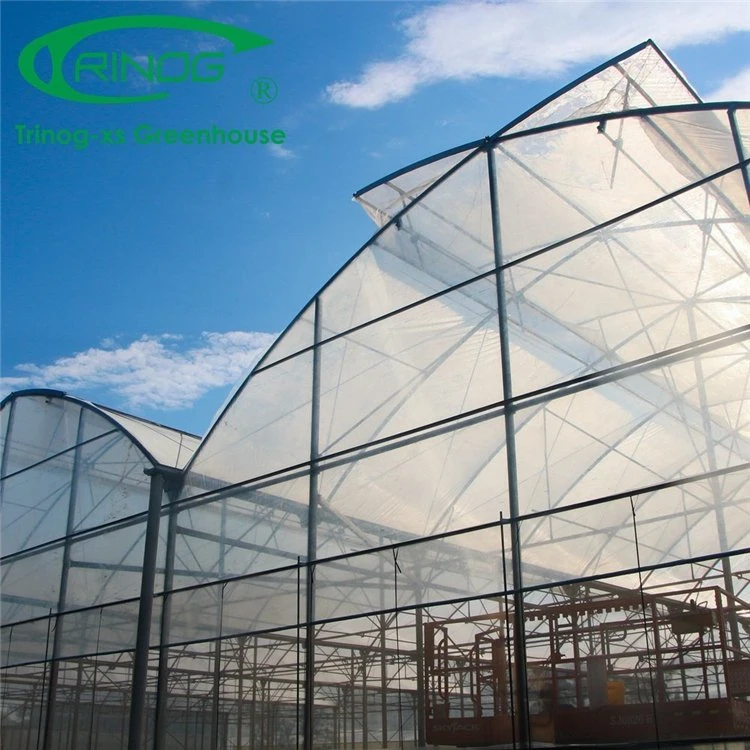 Galvanized Steel Structure Multi-Span Film Photovoltaic Greenhouse for Vegetable Flower Growth