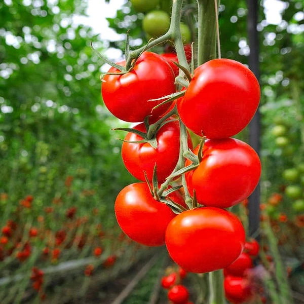 Multi-Span Film Agricultural Tomato Greenhouse for Vegetables and Flowers