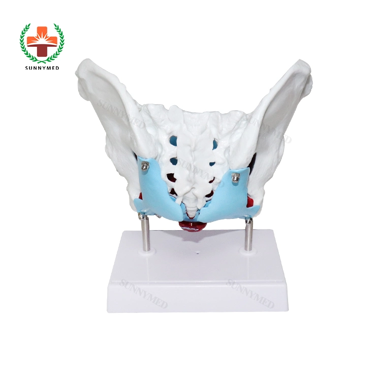 Sy-N039 Medical Training Human Anatomical Female Pelvis and Pelvic Floor Muscle Model