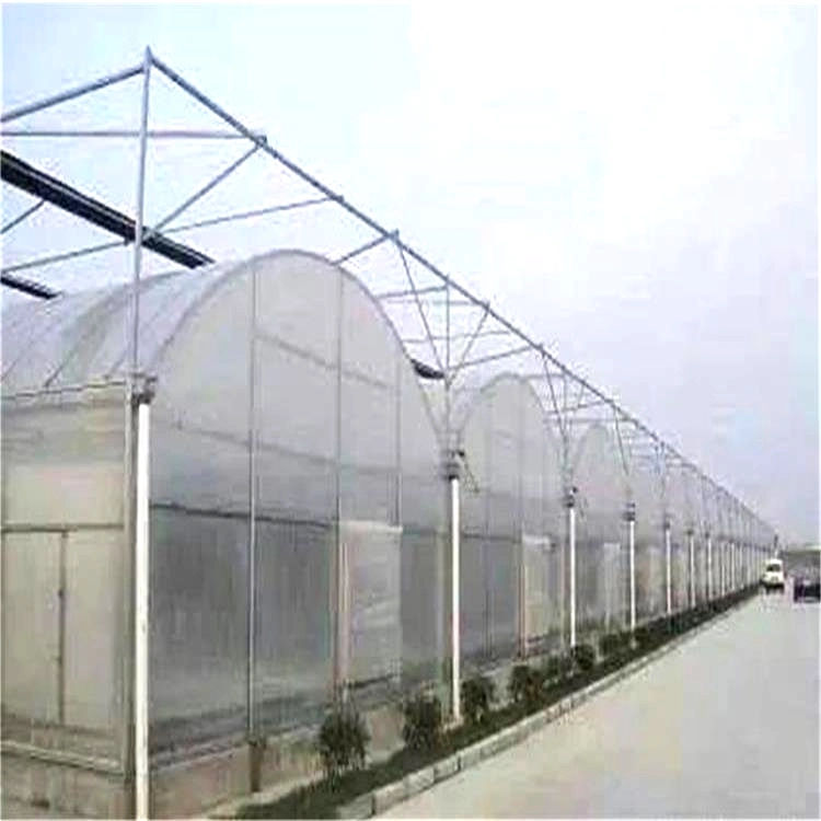 Nuevo Económico Muti-Span polytunnel plástico Cine Greenhouses Hydroponics System Tomato/pepino/Lechuga/Fresa/Flores/Verduras/Frutas Invernadero para la venta