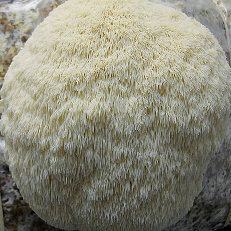 الماء Soluble عضوي الأسد مانيه Mushroom مستخرج لمنع و علاج السرطان