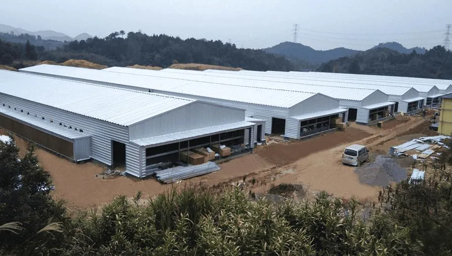 Estructura automática de acero Construcción aves de corral equipos agrícolas jaula modernizada de pollo Coop