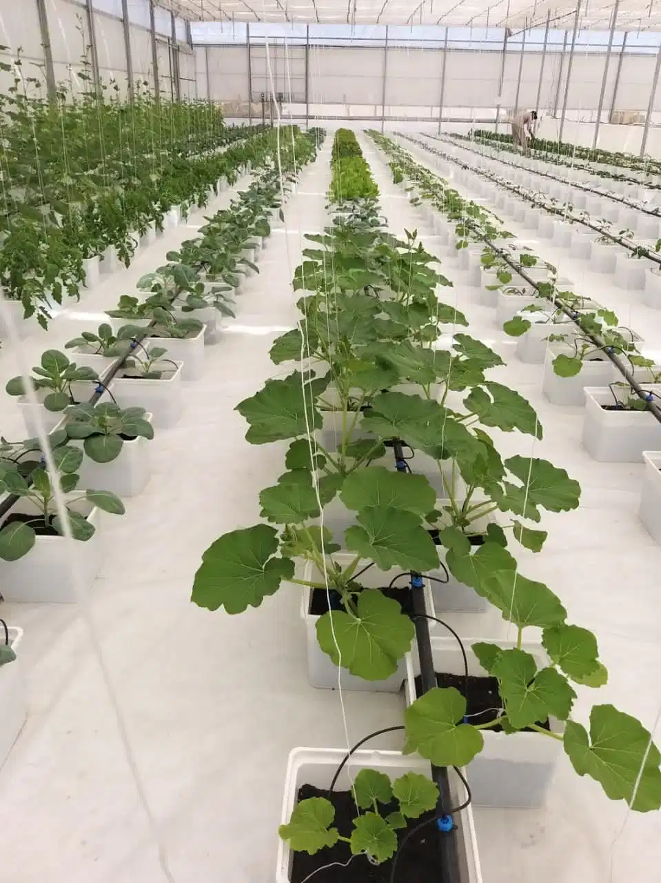 High Quality Greenhouse Plant Dutch Bucket System Dripping Irrigation Dutch Buckets Hydroponics for Vegetable Grow