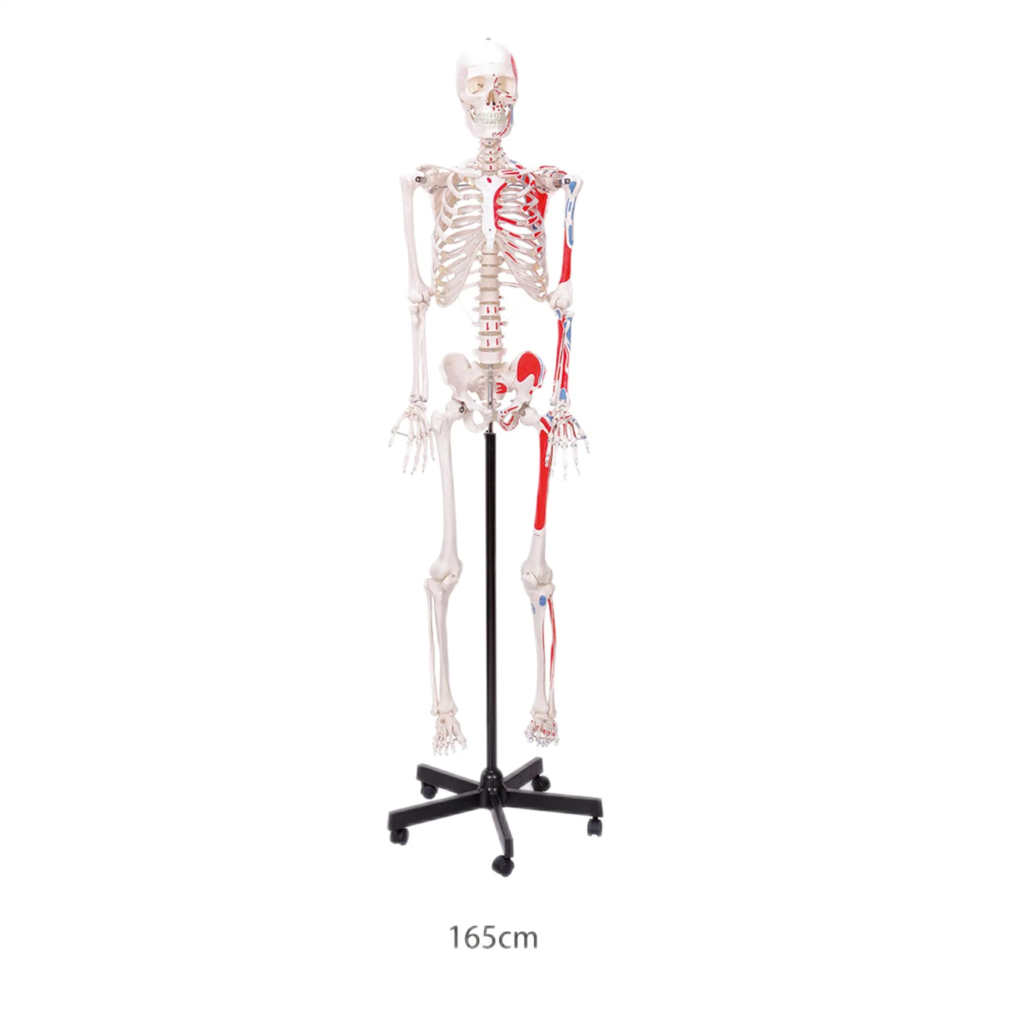 Laboratório modelos de ensino biológico 170cm Human Muscula modelos de esqueleto com Ligamento de PVC