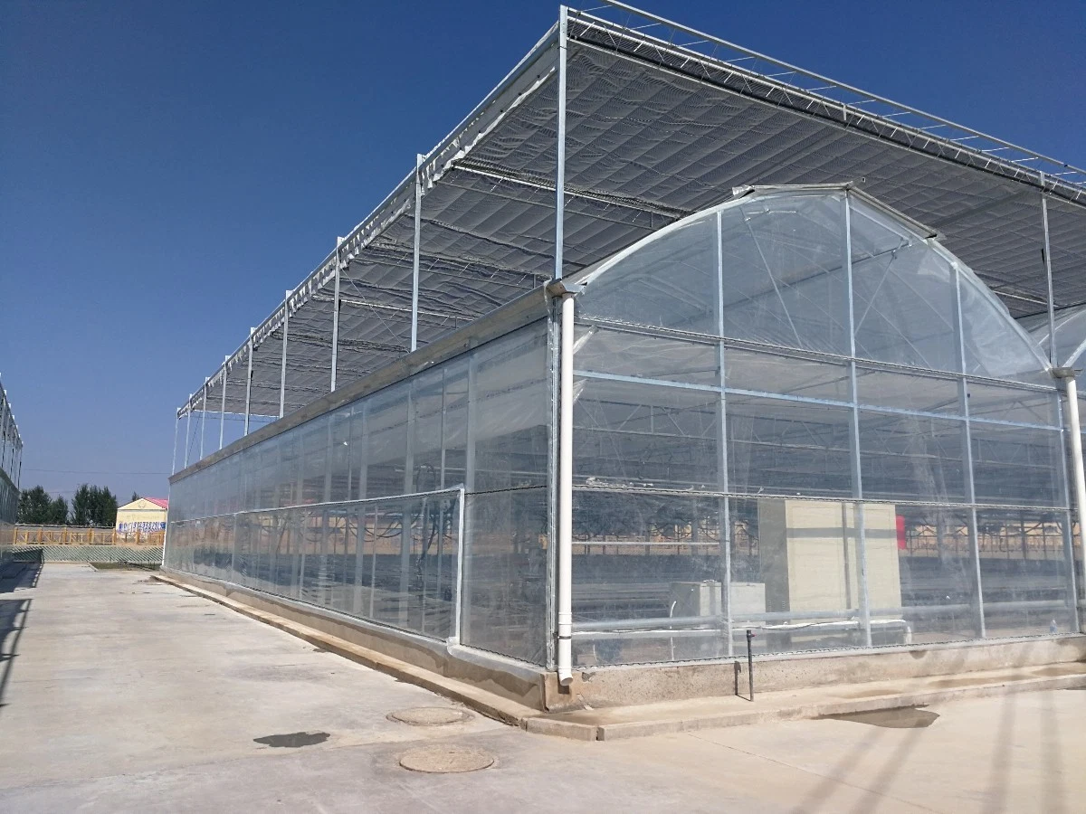 Modern Agriculture Plastic Film Multi-Span Greenhouse for Vegetables/Fruits/Tomato/Cucumber/Lettuce/Pepper/Strawberry/Eggplant