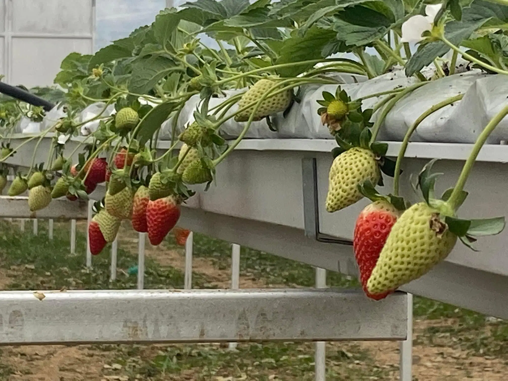 PVC Strawberry Gutter Vegetable Grow System for Hydroponics Greenhouse