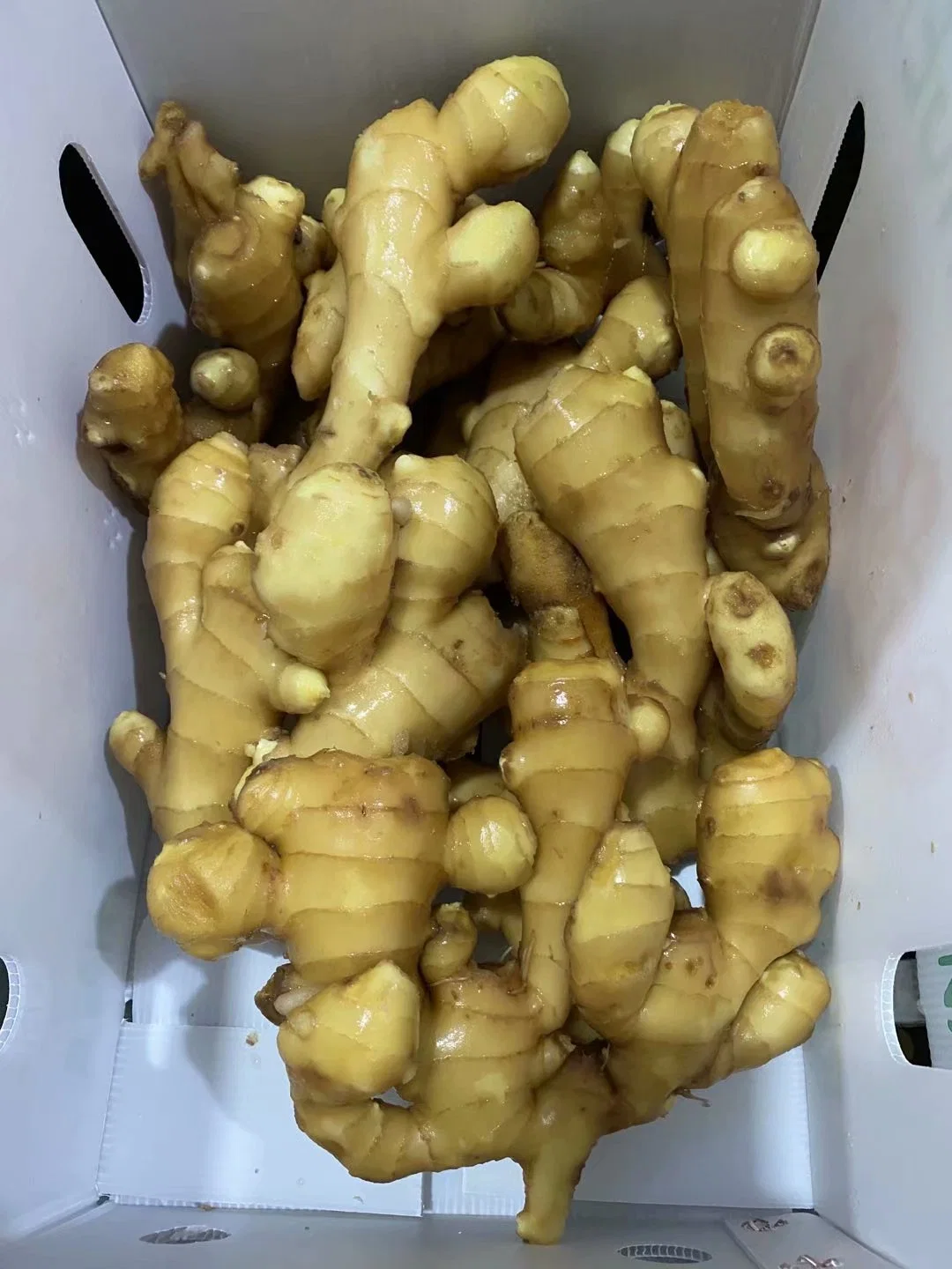 Big Mature Ginger for European Market