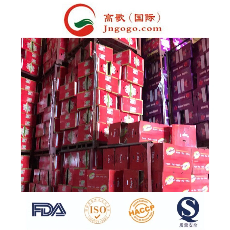 Good Quality Carton Packing Fresh Apple