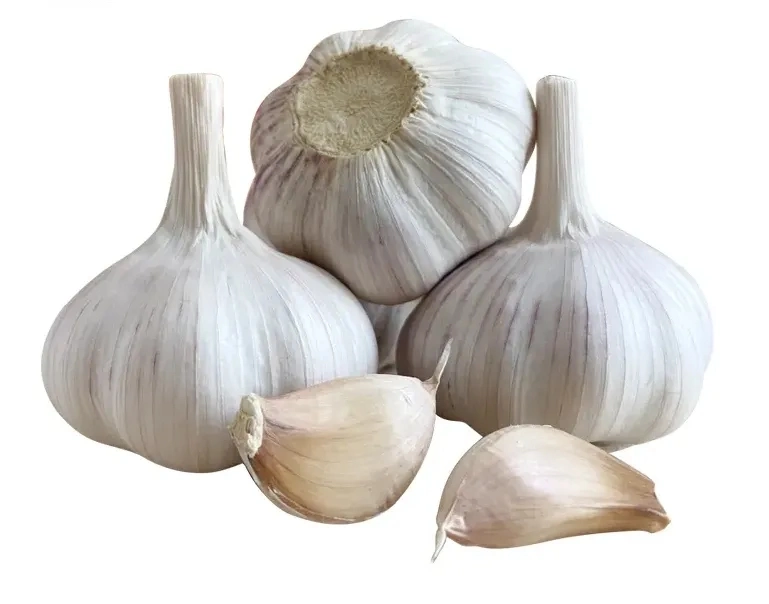 2023 Fresh Garlic in Bulk Wholesale/Supplier Price