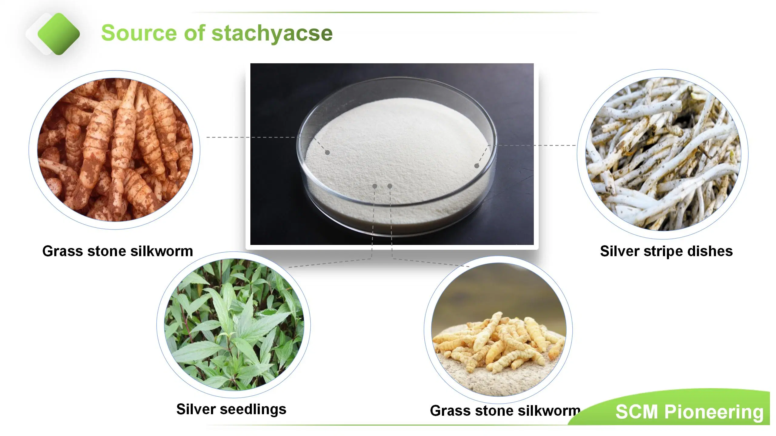 Bulk Sweetener Stachyose Powder CAS 10094-58-3 Stachyose Tetrahydrate Stachyose