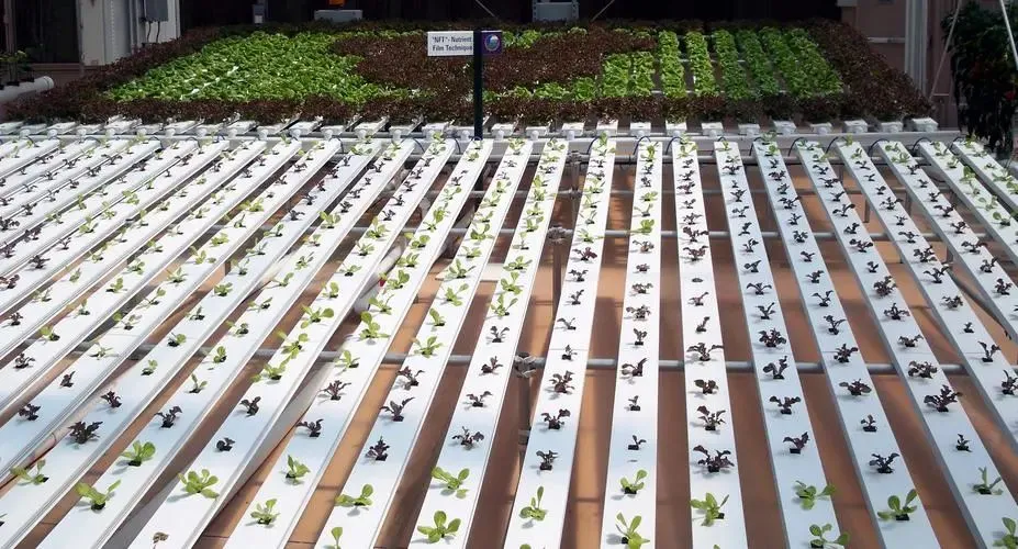 Fully Automatic Intelligent Green House Hydroponics Soiless Culture