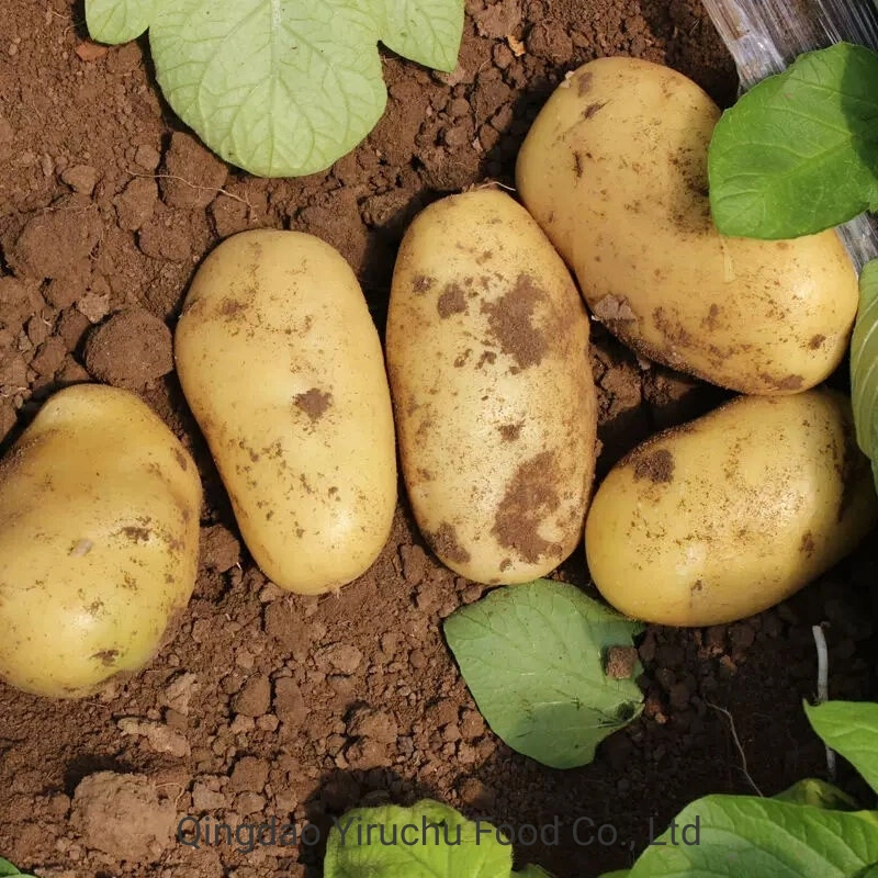 Good Price Fresh Whole Potatoes with High quality/High cost performance  From China