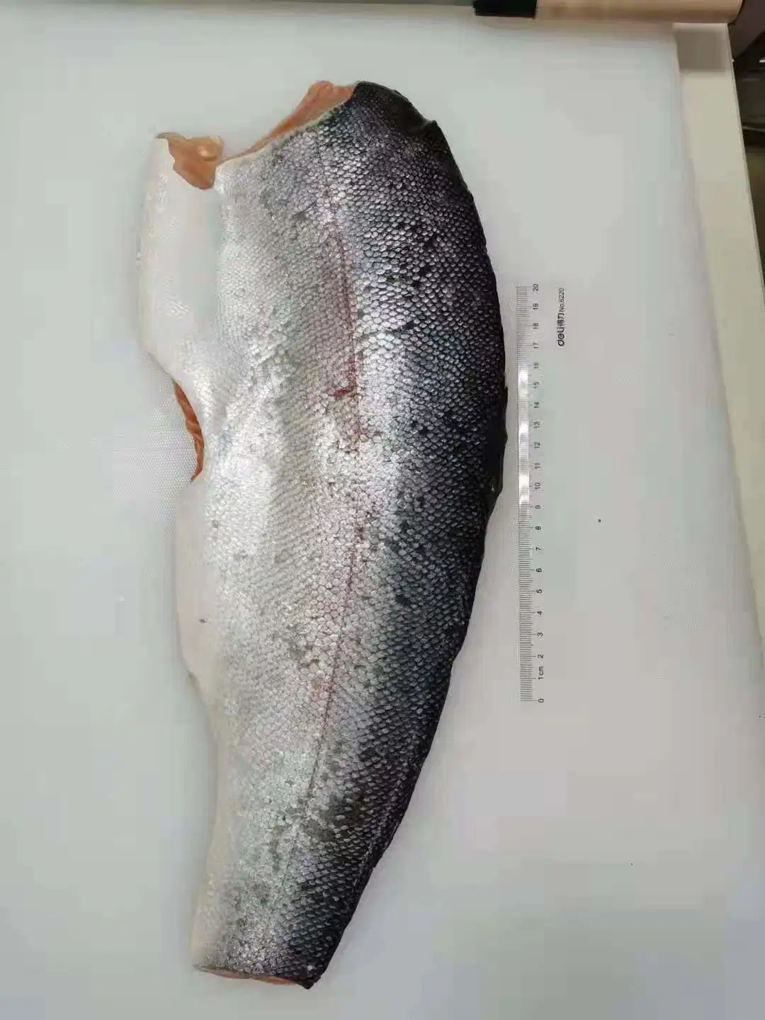 Frozen China Trout Salmon Fillet