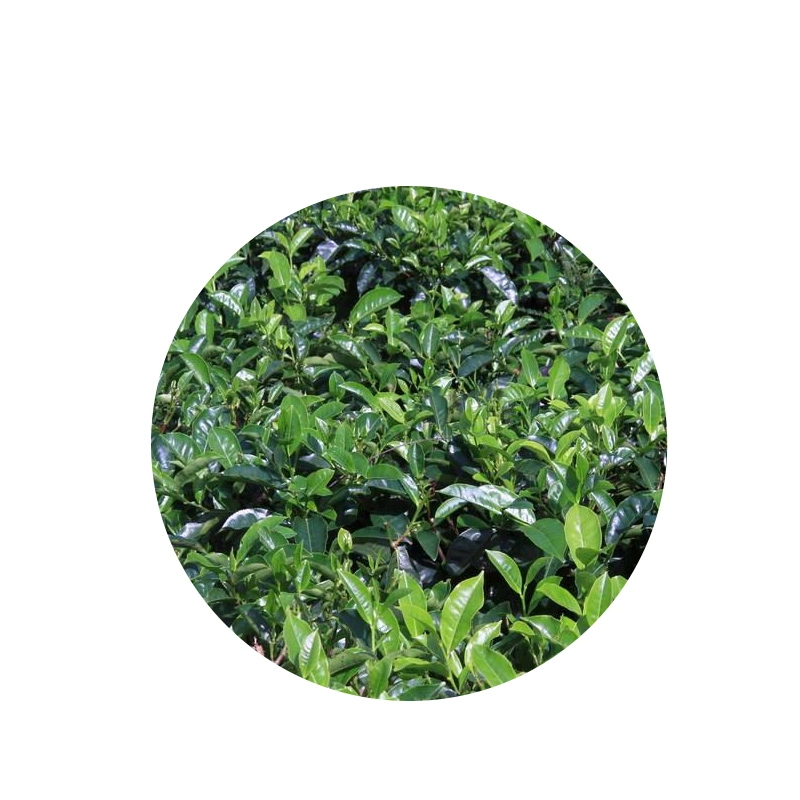 Green Tea Extract Green Tea Extract Bulk Stock Polyphenols Green Tea Extract Tea Polyphenol