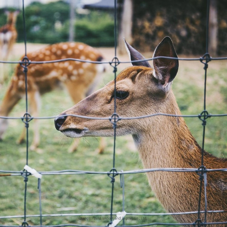 Fábrica que vende diretamente alta qualidade barato imersão quente galvanizado fixo Malha de arame de nó Campo Farm Chain Link Fence para gado / cavalo / ovelha / Goat Fencing /