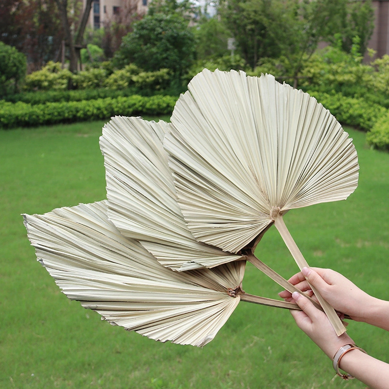 Natural Large Dried Palm Leaves Decor Dried Palm Fans Palm Boho Flowers Arrangements Dried Palm Fronds Dried Palm Spears Decorative Sun Palms for Wedding Home