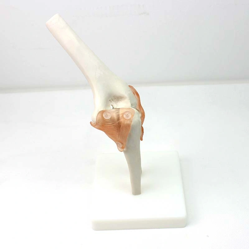 Good Price Medical Teaching Models Bone Color Human Teaching Skeleton Model of Elbow Joint