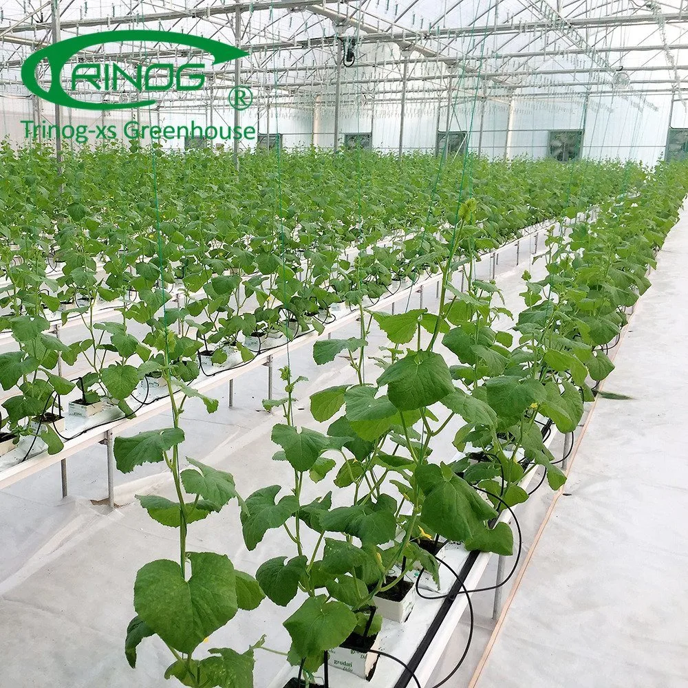 Multi-span sistema hidropónicos de cultivo agrícola de la película de efecto invernadero vegetal