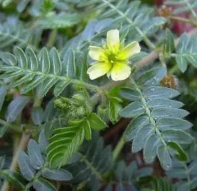 Alto estándar de 40%, el 60%, el 90%saponinas Tribulus Terrestris extraer