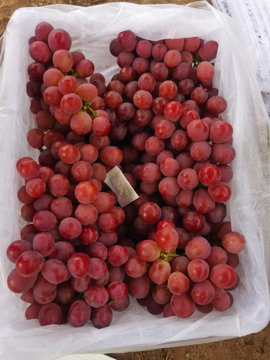 Nice Taste New Crop Red Grapes