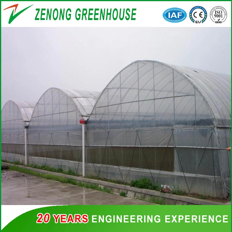 Multi-Span Agriculture Po Film Greenhouse with Side Ventilation for Anti-Season Vegetable/Flower/Fruit