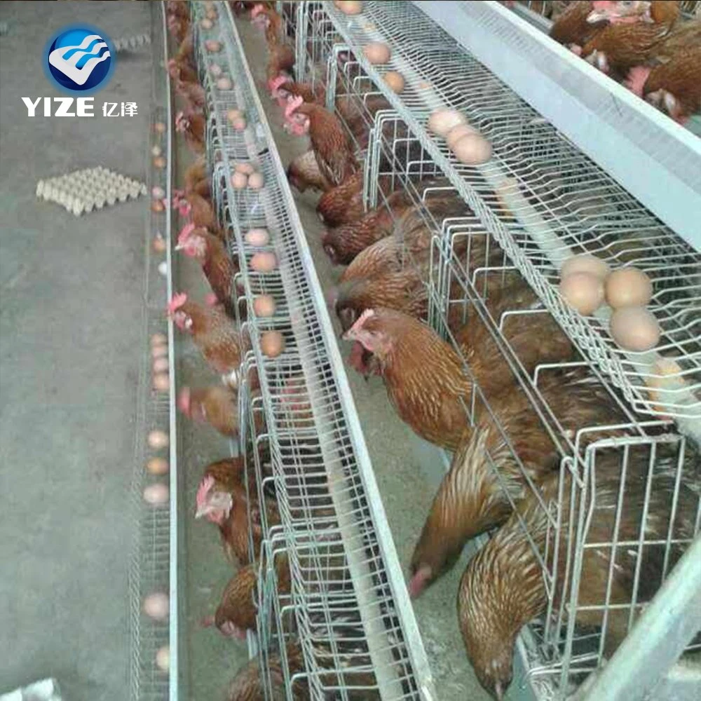 L a tipo ovos de galinha Cage sistema de aves em Kampala Uganda