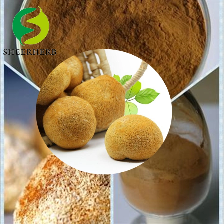 Natural Plant Extract Organic Natural Lions Mane Mushroom Extract for Anti-Cancer and Lower Blood Pressure Herb Herbal