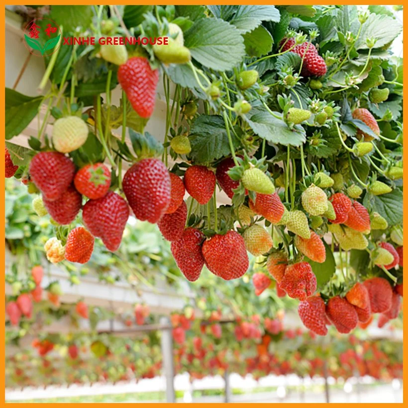 Manufacturer Agricultural Plastic/ Film Greenhouse for Vegetables/Fruit