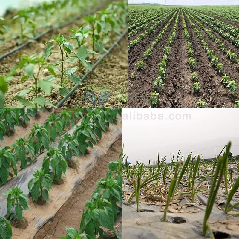 Máquina de trasplante de tomate siembra máquina de trasplante de verduras