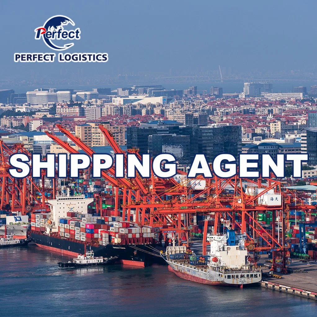 Ocean Shipping Fowarding Agent From China to Africa/Algeria