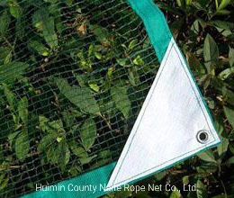 Olive Collect Netting for Harvest