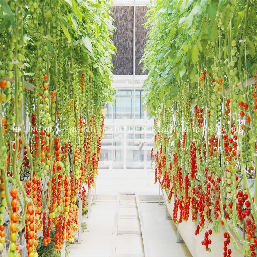 Láminas de policarbonato Hidroponía invernaderos Sistema para el tomate y pepino