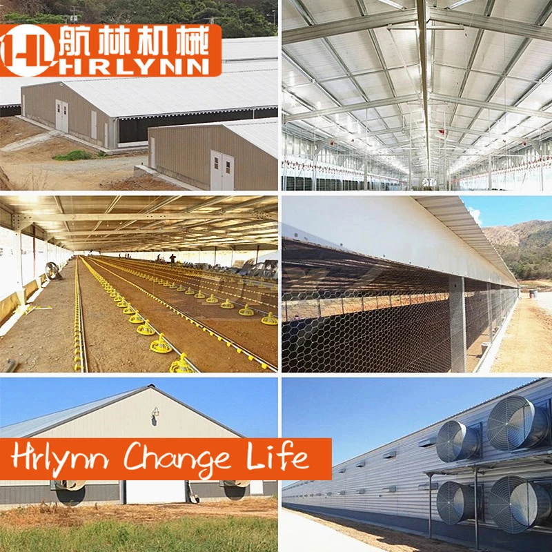 Poultry Farm Equipment Automatic Chicken Ground Breeding System