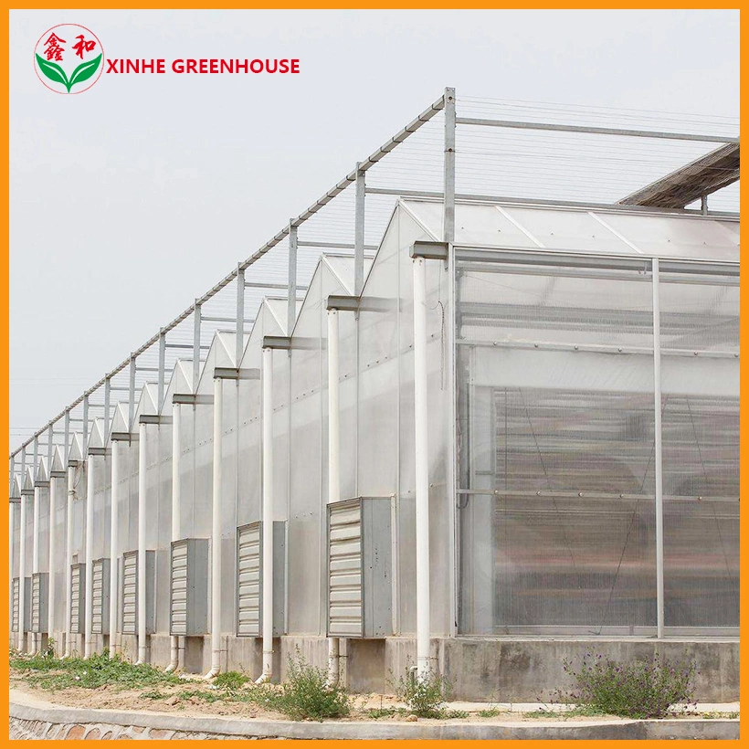 Venlo Type Polycarbonate Greenhouse for Morden Agricultural Tomato Planting