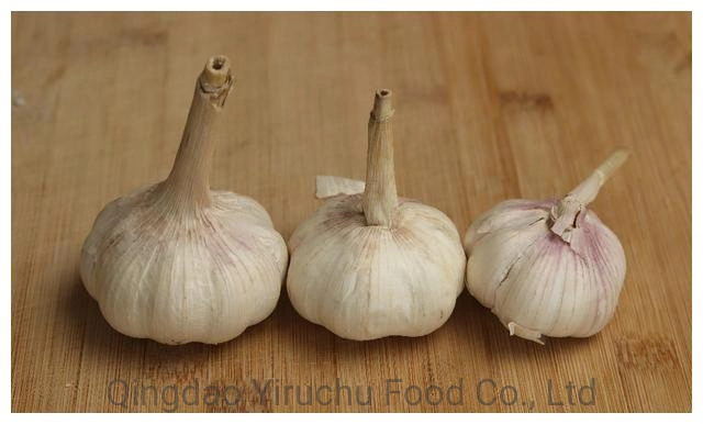 The Best Selling and Hottest Garlic at The Table in Jinxiang, China