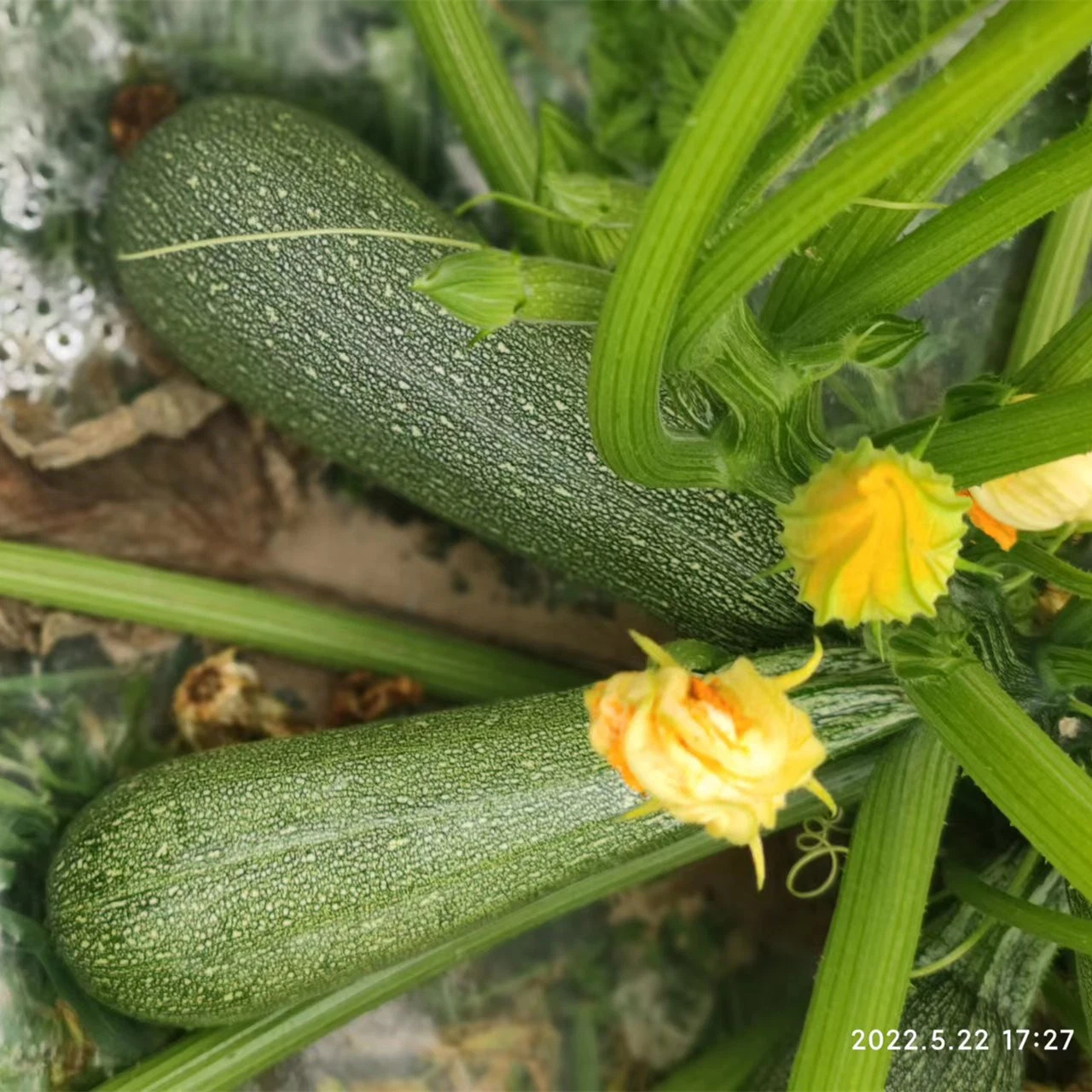 Fairy Valley Nouvelle race hybride F1 Black Peel Summer squash Seeds Zucchini graines pour la croissance- Dark Green Jade No. 1