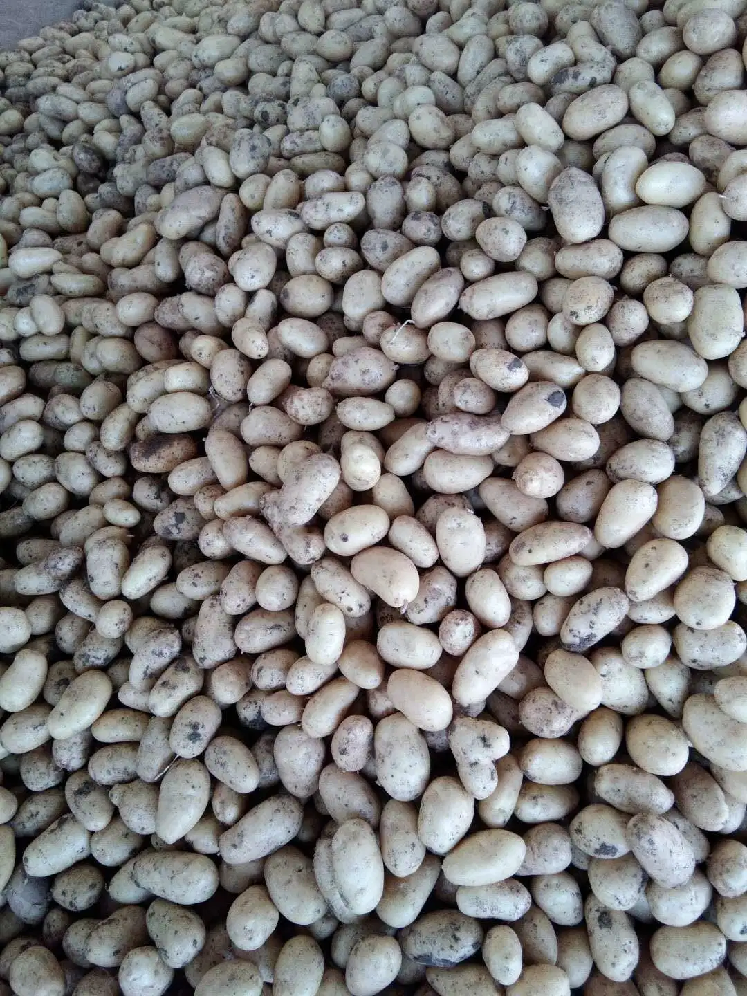 Fresh New Crop Potato From China