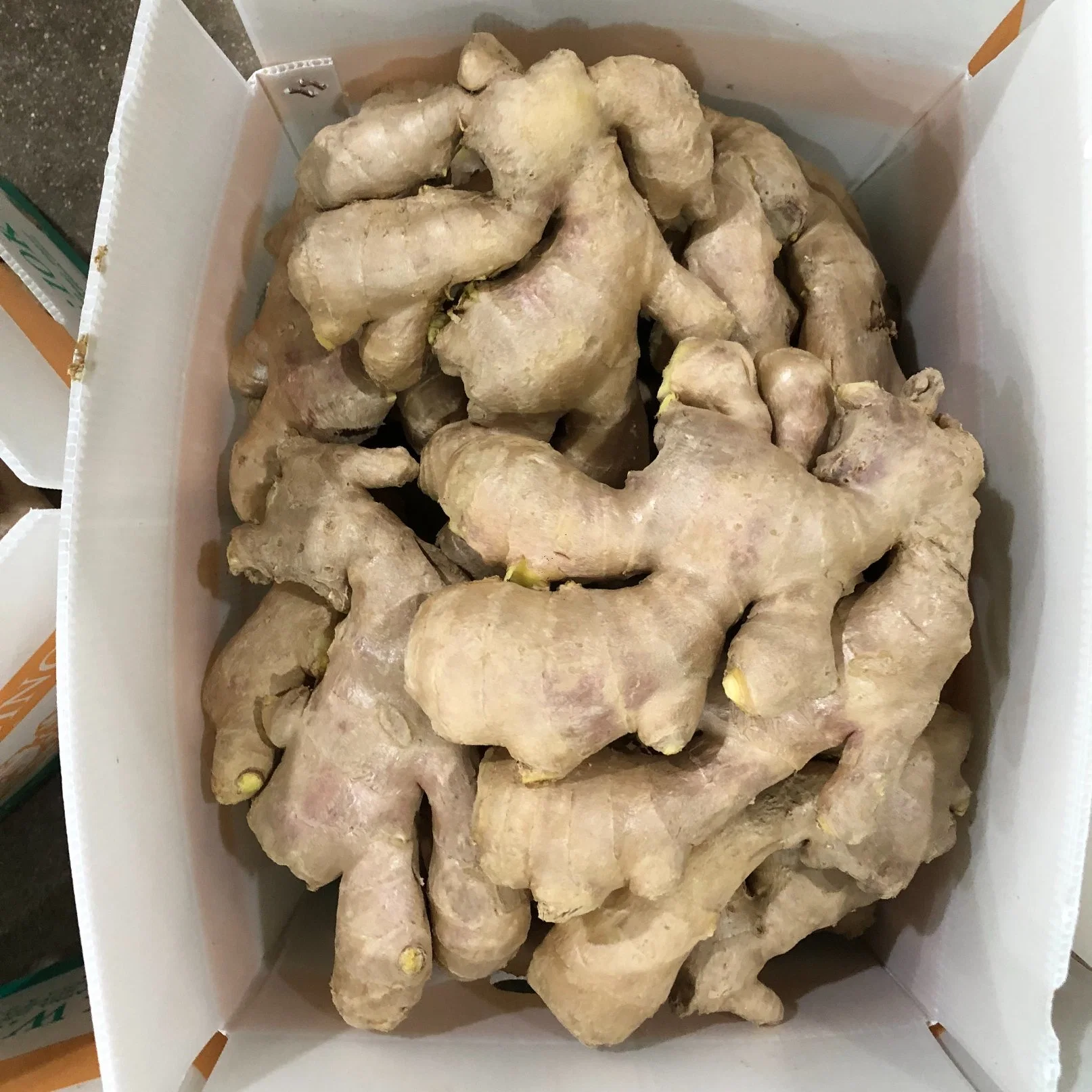 Air Dry Ginger Top Quality 200g Size Net Weight 5kg Box Under 15% Moisture