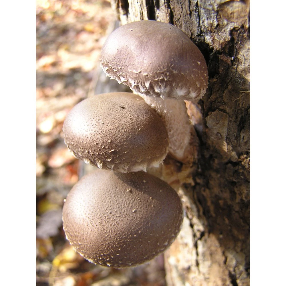 Shiitake orgânico extrato de planta de Mushroom Reishi Herbal Powdercordyceps Mushroom Lion ′ Mistura de S Mane Mushroom