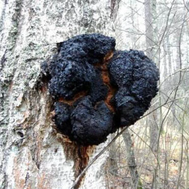 Chaga Mushroom (Inonotus obliquus) P. E. 10%~50% Polysaccharides&#160;