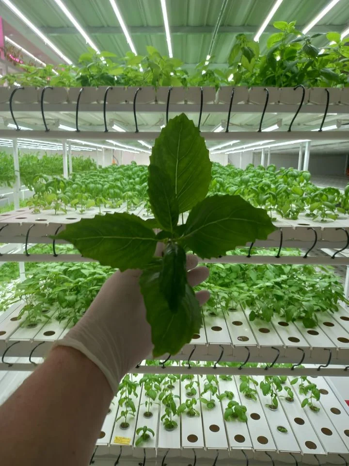 Square Growing Trough for Lettuce Nft Indoor Horizontal Vertical Greenhouse System